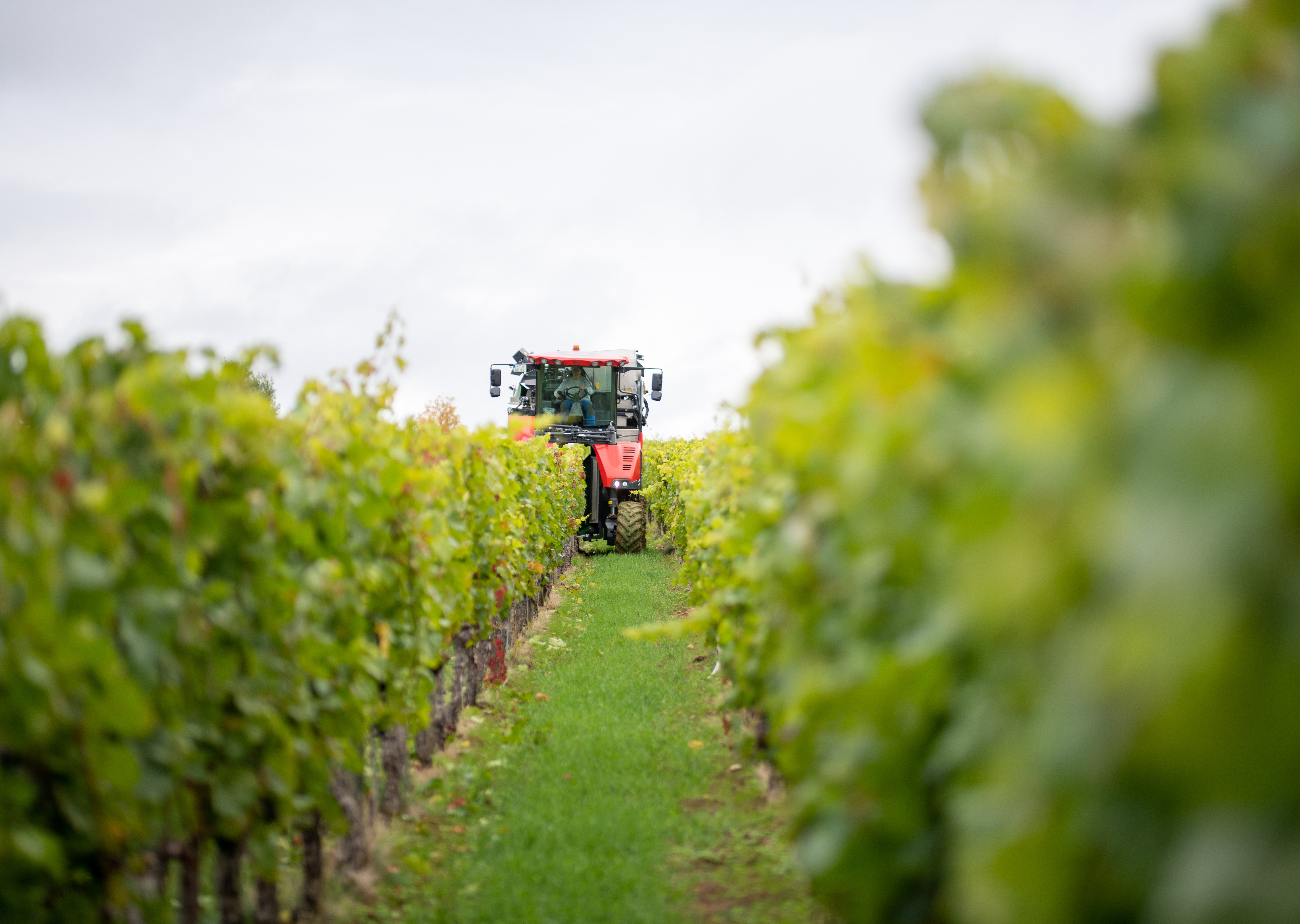 Vollernter bei der Ernte von Weinreben.