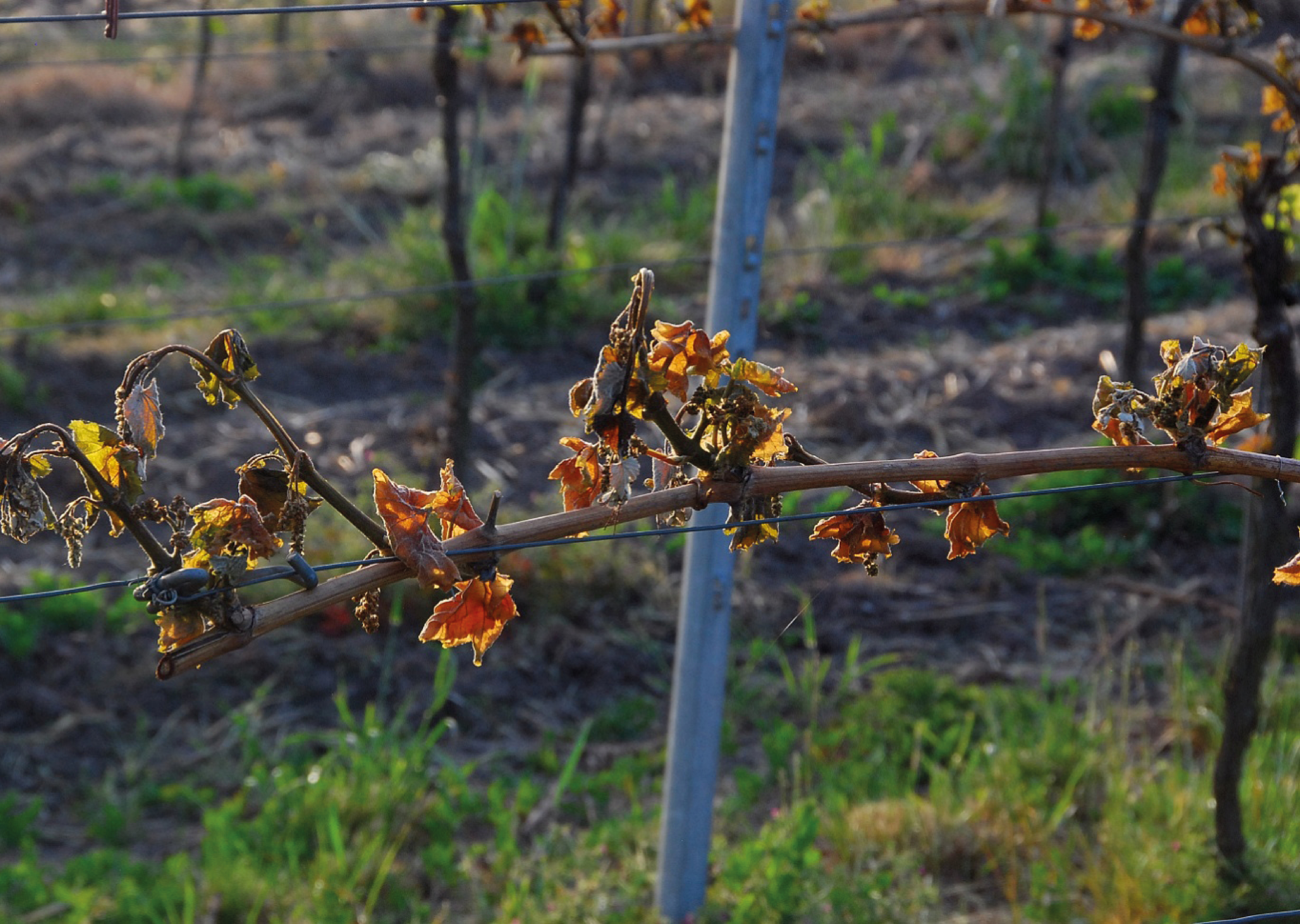 Schäden an Weinreben durch Frühjahrsfrost.