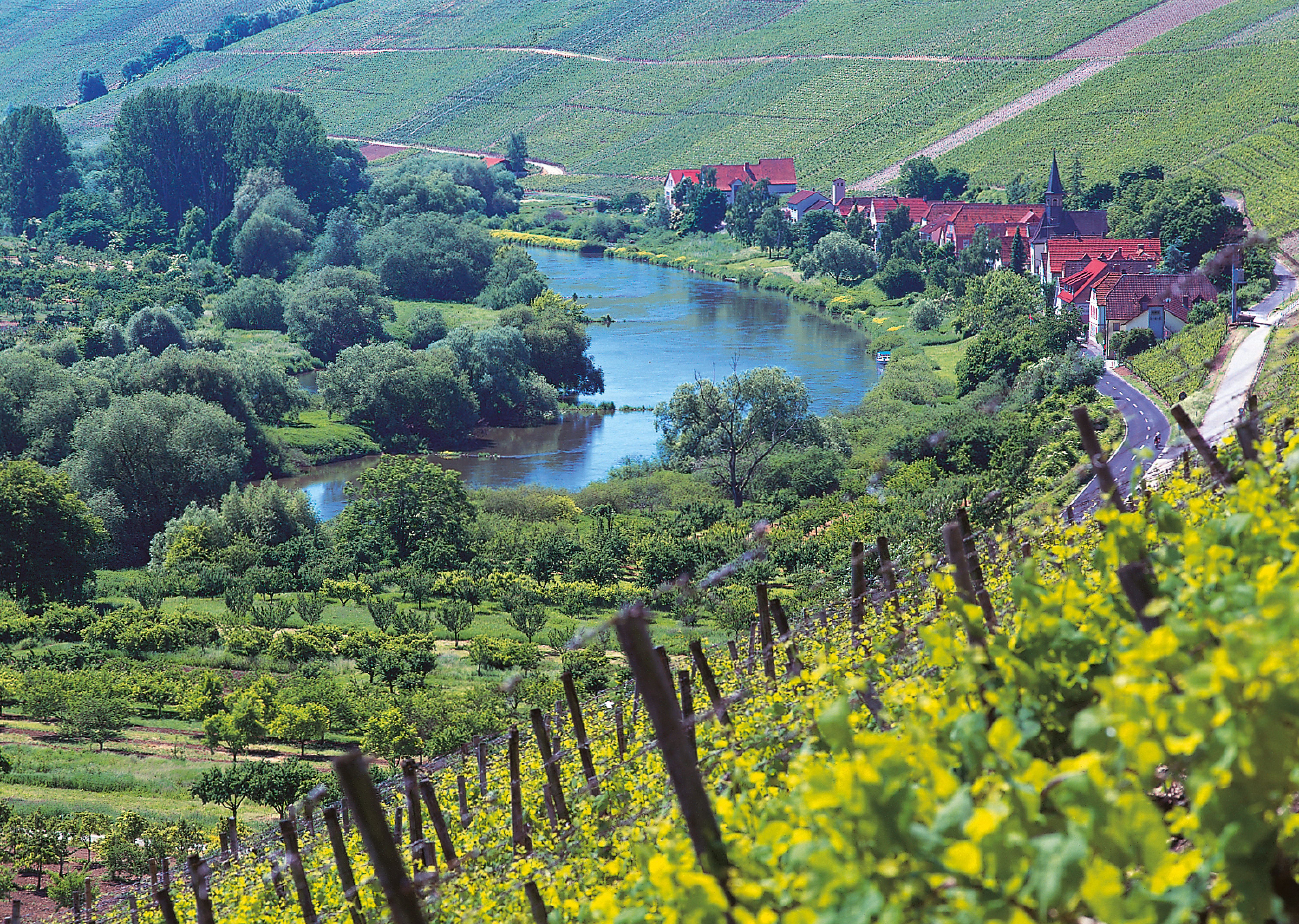 Weinberge am Main.